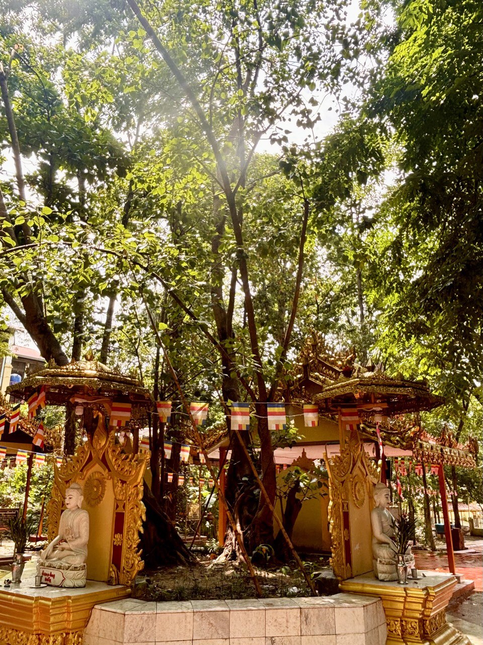 banyan-tree