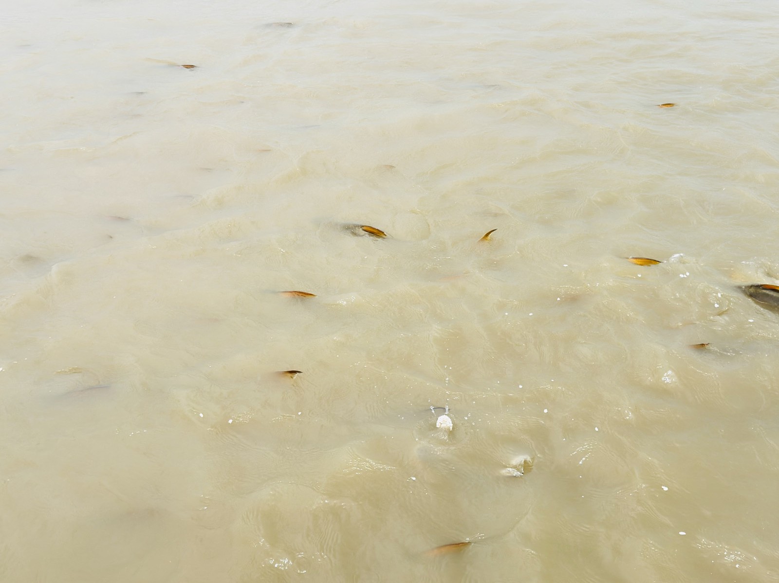 fish2